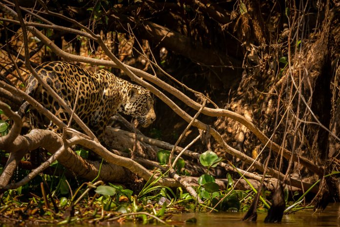 O Pantanal sul-mato-grossense é um patrimônio natural de valor inestimável. Sua rica biodiversidade, paisagens deslumbrantes e cultura singular encantam a todos que o visitam.